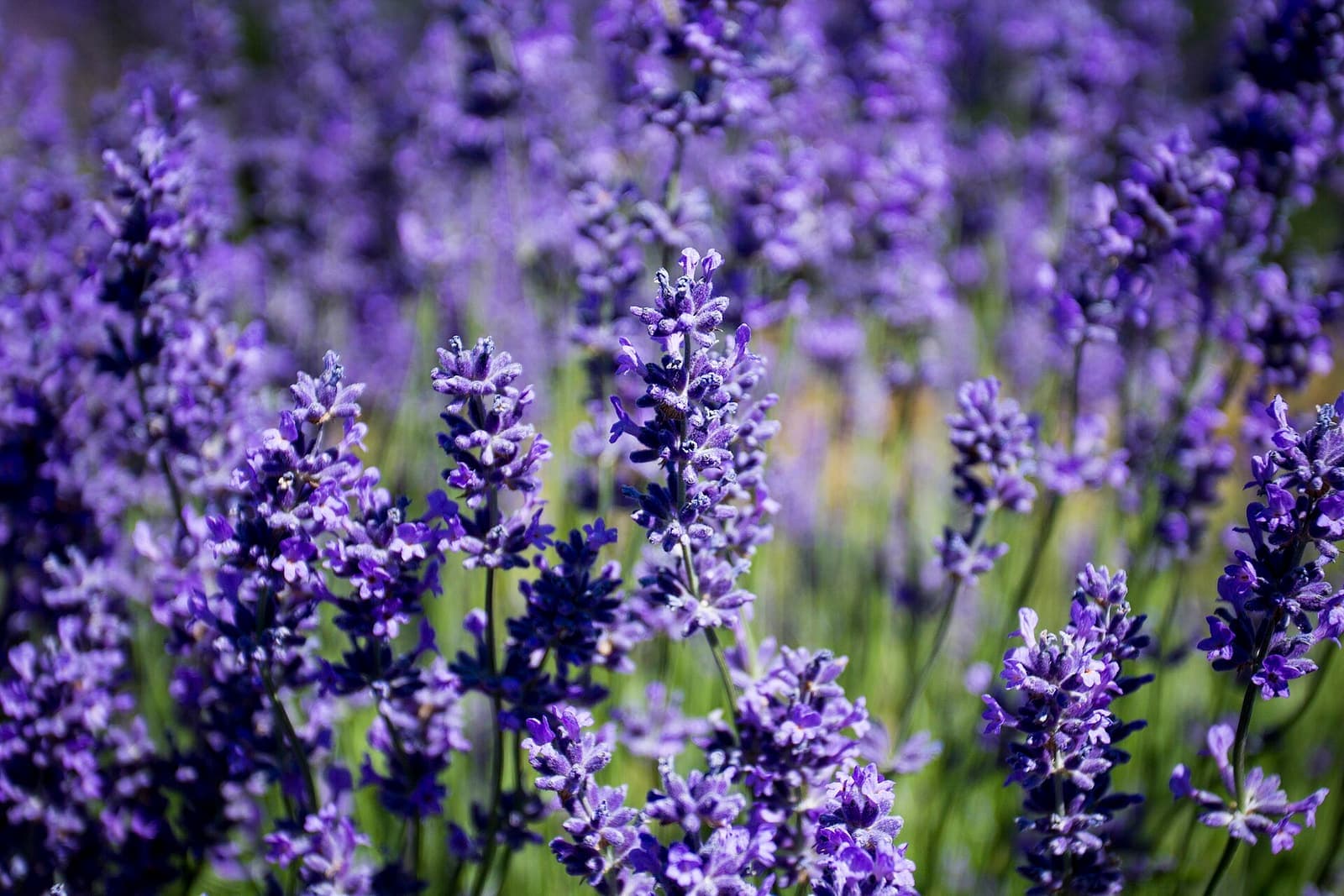 Campo de lavanda em flor