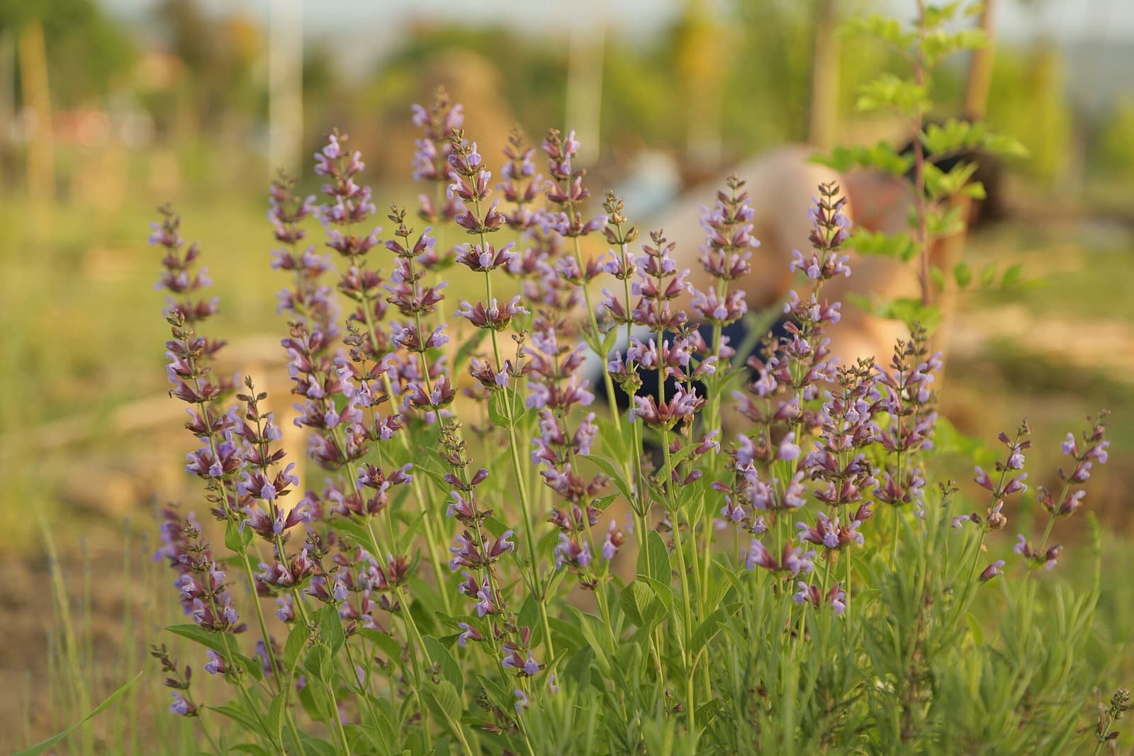 Flores de lavanda em detalhe